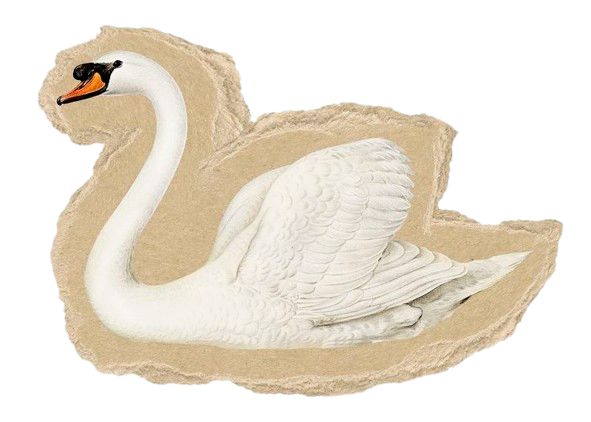 swan doodle